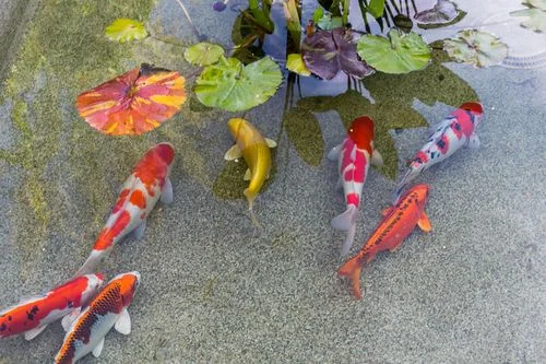 Colorful koi fish and lily pads in garden pond