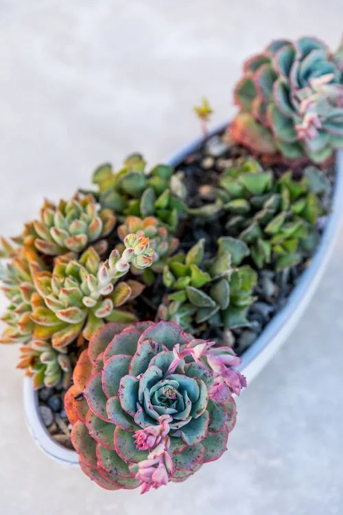 Colorful succulent rosettes in decorative container