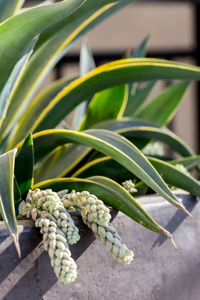Flowering succulent in garden container