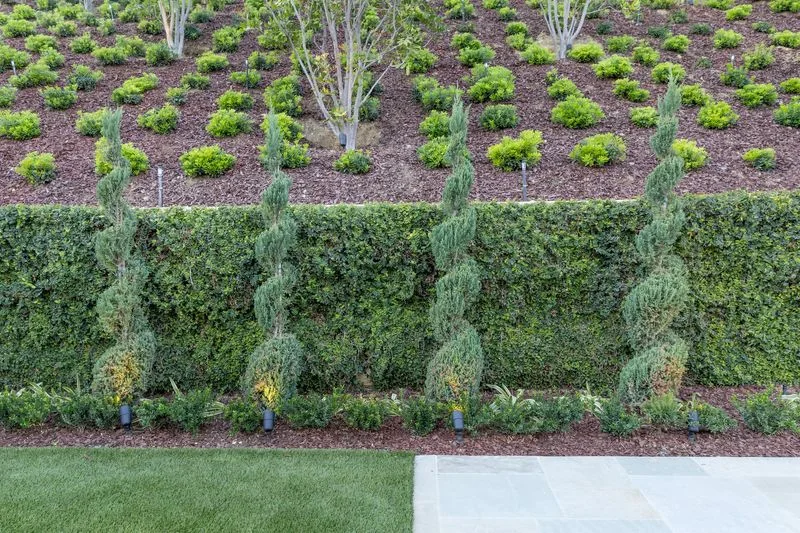 Layered hillside planting above a clipped hedge