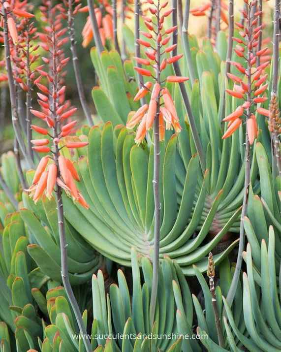 Upright coral-orange aloe flowers above fan-shaped green leaves