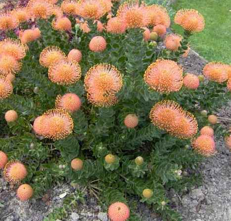 Rounded orange blooms against deep green foliage