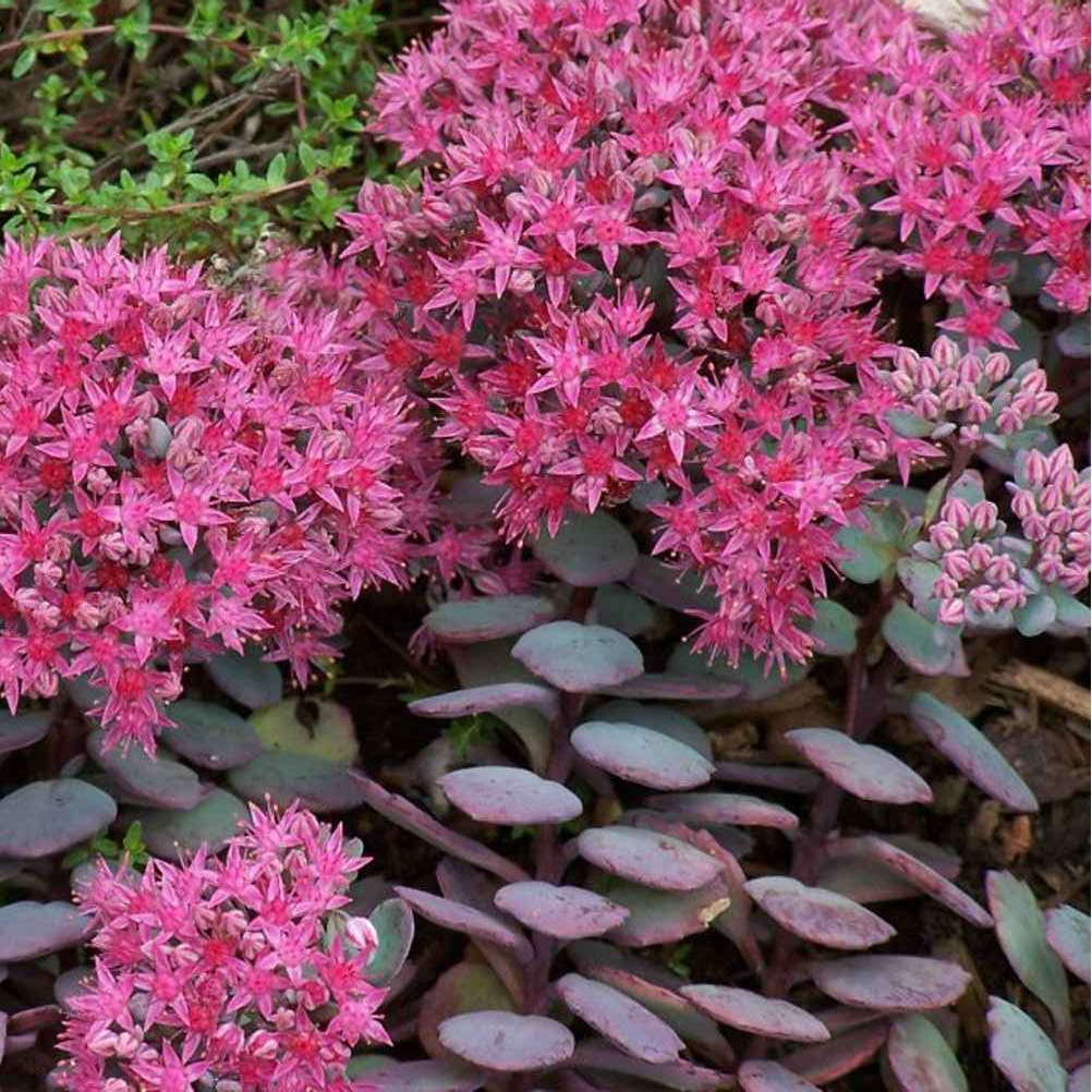 Clusters of vibrant pink flowers above purple sedum foliage