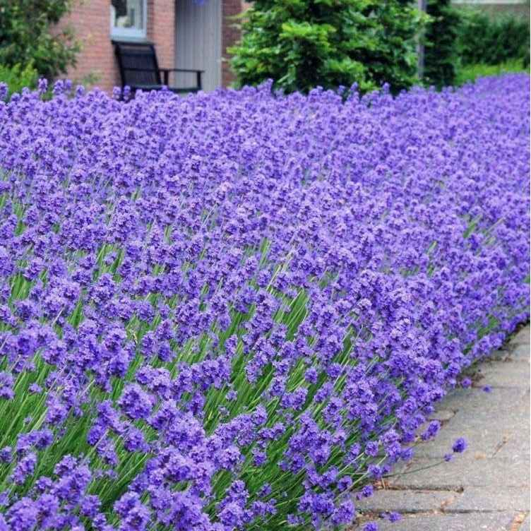 A densely flowering border of vivid purple lavender