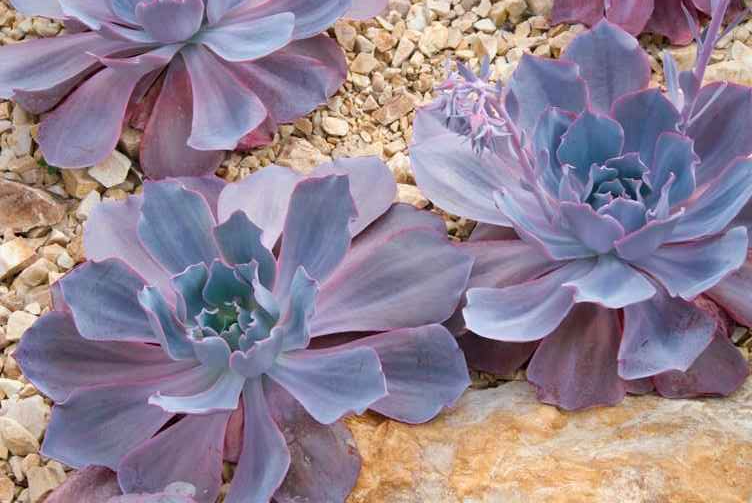 Sculptural succulent rosettes with rose, violet and blue-gray leaves