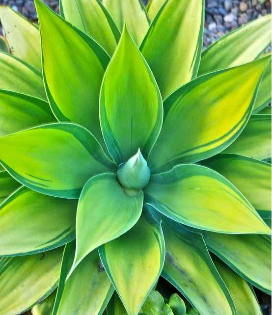 Bright yellow-green agave leaves edged in rich green