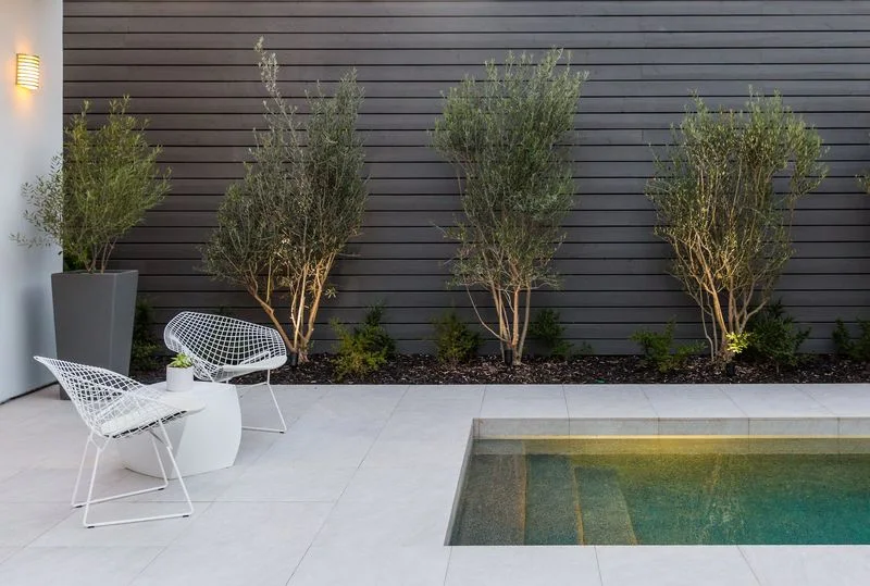 Poolside chairs and slender trees against dark fence