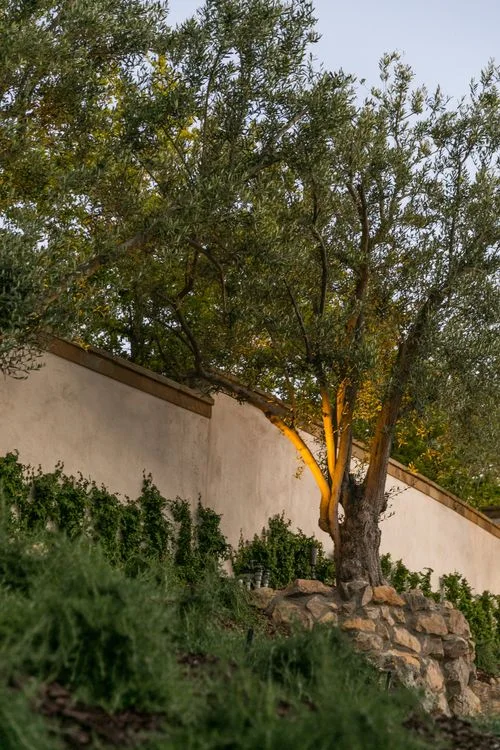 Uplit olive tree in raised rock garden