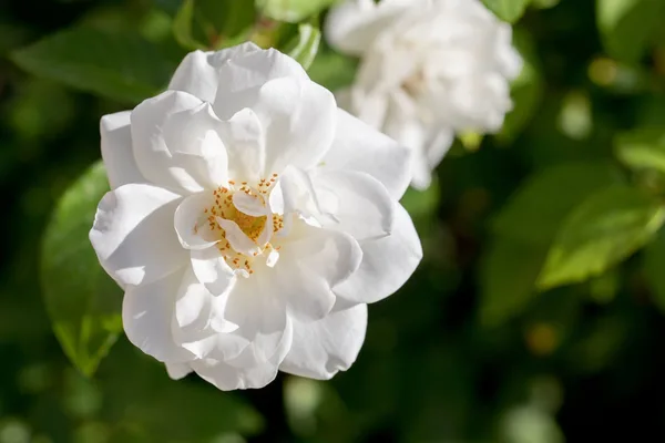 White rose in bloom against green foliage in Coto de Caza