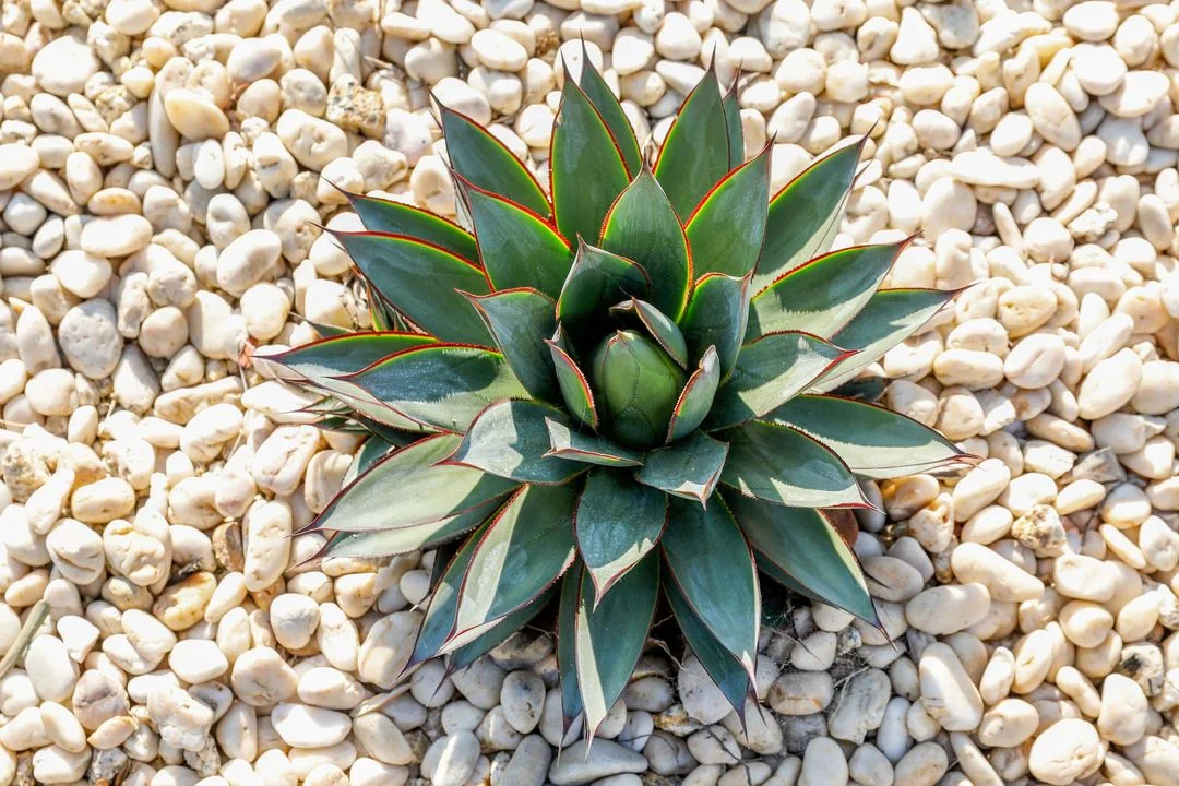 Sculptural succulent surrounded by pale decorative gravel