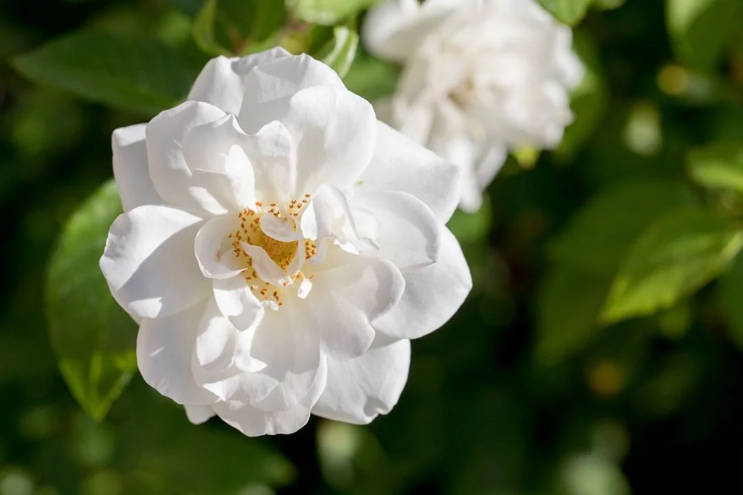 White rose blooming in the garden