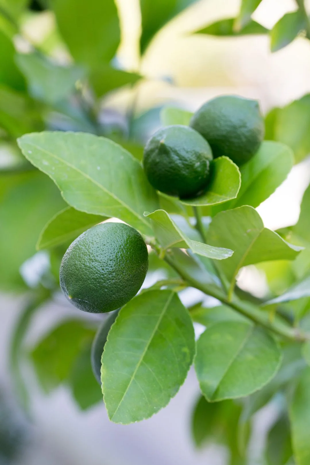 Green citrus fruit among glossy garden leaves
